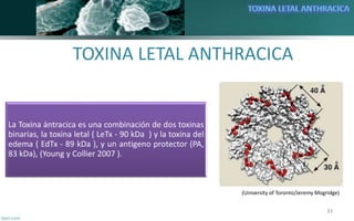 TOXINA LETAL ANTHRACICA
33
La Toxina ántracica es una combinación de dos toxinas
binarias, la toxina letal ( LeTx - 90 kDa...