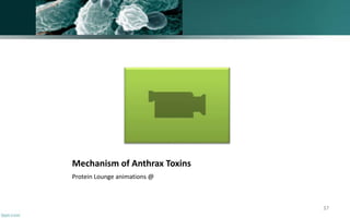 Mechanism of Anthrax Toxins
Protein Lounge animations @
37
 