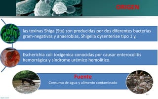 las toxinas Shiga (Stx) son producidas por dos diferentes bacterias
gram-negativas y anaerobias, Shigella dysenteriae tipo...