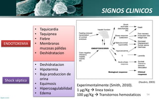 SIGNOS CLINICOS
54
ENDOTOXEMIA
Shock séptico (Haubro, 2003)
• Taquicardia
• Taquipnea
• Fiebre
• Membranas
mucosas pálidas...