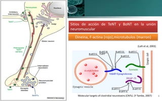 miércoles, 8 de febrero de
2023
8
(Lalli et al, 2003)
Dineina, F-actina (rojo),microtubulos (marron)
Sitios de acción de T...