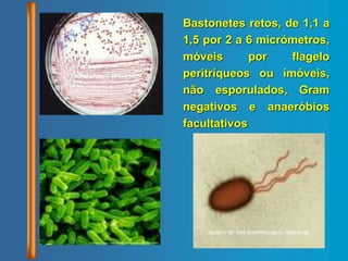 Bastonetes retos, de 1,1 a
1,5 por 2 a 6 micrómetros,
móveis por flagelo
peritríqueos ou imóveis,
não esporulados, Gram
negativos e anaeróbios
facultativos
 