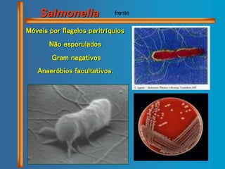 Salmonella
Móveis por flagelos peritríquios
Não esporulados
Gram negativos
Anaeróbios facultativos.
frente
 