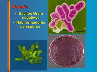 • Bacilos Gram
negativos
• Não formadores
de esporos.
Shigella
 