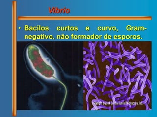 • Bacilos curtos e curvo, Gram-
negativo, não formador de esporos.
Vibrio
 