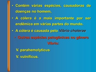 • Contém várias espécies, causadoras de
doenças no homem,
• A cólera é a mais importante por ser
endêmica em várias partes do mundo.
• A cólera é causada pelo Vibrio cholerae
• Outras espécies patogênicas no gênero
Vibrio:
V. parahemolyticus
V. vulnificus.
 