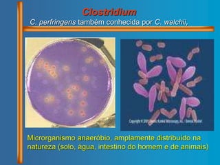 Clostridium
C. perfringens também conhecida por C. welchii,
Microrganismo anaeróbio, amplamente distribuído na
natureza (solo, água, intestino do homem e de animais)
 