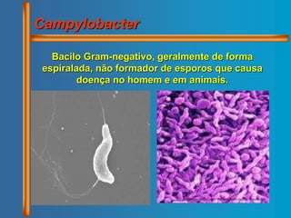 Campylobacter
Bacilo Gram-negativo, geralmente de forma
espiralada, não formador de esporos que causa
doença no homem e em animais.
 