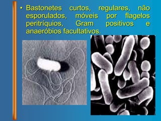 • Bastonetes curtos, regulares, não
esporulados, móveis por flagelos
peritríquios, Gram positivos e
anaeróbios facultativos.
 