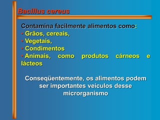 Bacillus cereus
Contamina facilmente alimentos como:
• Grãos, cereais,
• Vegetais,
• Condimentos
• Animais, como produtos cárneos e
lácteos
Conseqüentemente, os alimentos podem
ser importantes veículos desse
microrganismo
 