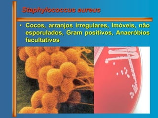 • Cocos, arranjos irregulares, Imóveis, não
esporulados, Gram positivos, Anaeróbios
facultativos
Staphylococcus aureus
 