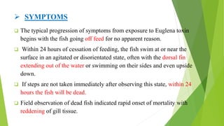 fish diseases caused by toxins | PPTX