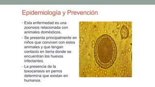 Epidemiología y Prevención
• Esta enfermedad es una
zoonosis relacionada con
animales domésticos.
• Se presenta principalmente en
niños que conviven con estos
animales y que tengan
contacto en tierra donde se
encuentran los huevos
infectantes.
• La presencia de la
toxocariasis en perros
determina que existan en
humanos.
 