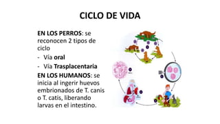 CICLO DE VIDA
EN LOS PERROS: se
reconocen 2 tipos de
ciclo
- Vía oral
- Vía Trasplacentaria
EN LOS HUMANOS: se
inicia al ingerir huevos
embrionados de T. canis
o T. catis, liberando
larvas en el intestino.
 