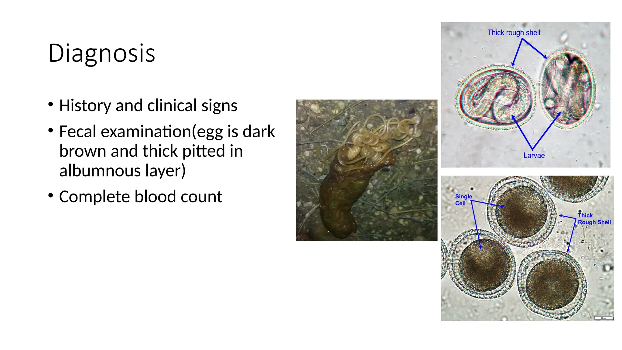 Shell Parasuite Toxocara canis in DOG:Etiology, lifecycle, clinical signs,diagnosis and ...