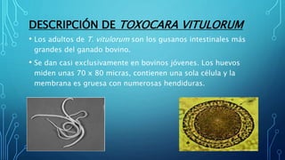 Toxocara vitulorum | PPTX