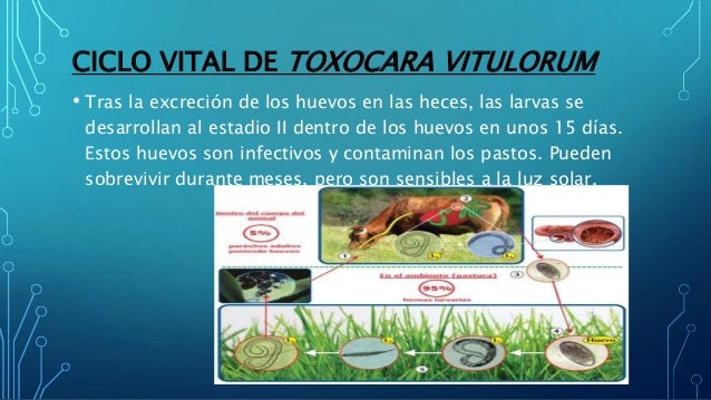 Resultado de imagen para Toxocariasis de los becerros