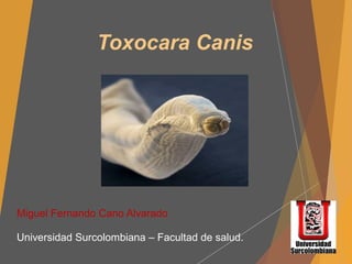 Toxocara Canis
Miguel Fernando Cano Alvarado
Universidad Surcolombiana – Facultad de salud.
 