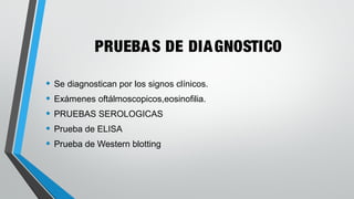 PRUEBAS DE DIAGNOSTICO
• Se diagnostican por los signos clínicos.
• Exámenes oftálmoscopicos,eosinofilia.
• PRUEBAS SEROLOGICAS
• Prueba de ELISA
• Prueba de Western blotting
 