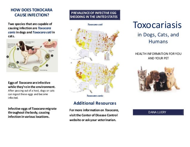 Toxocariasis
