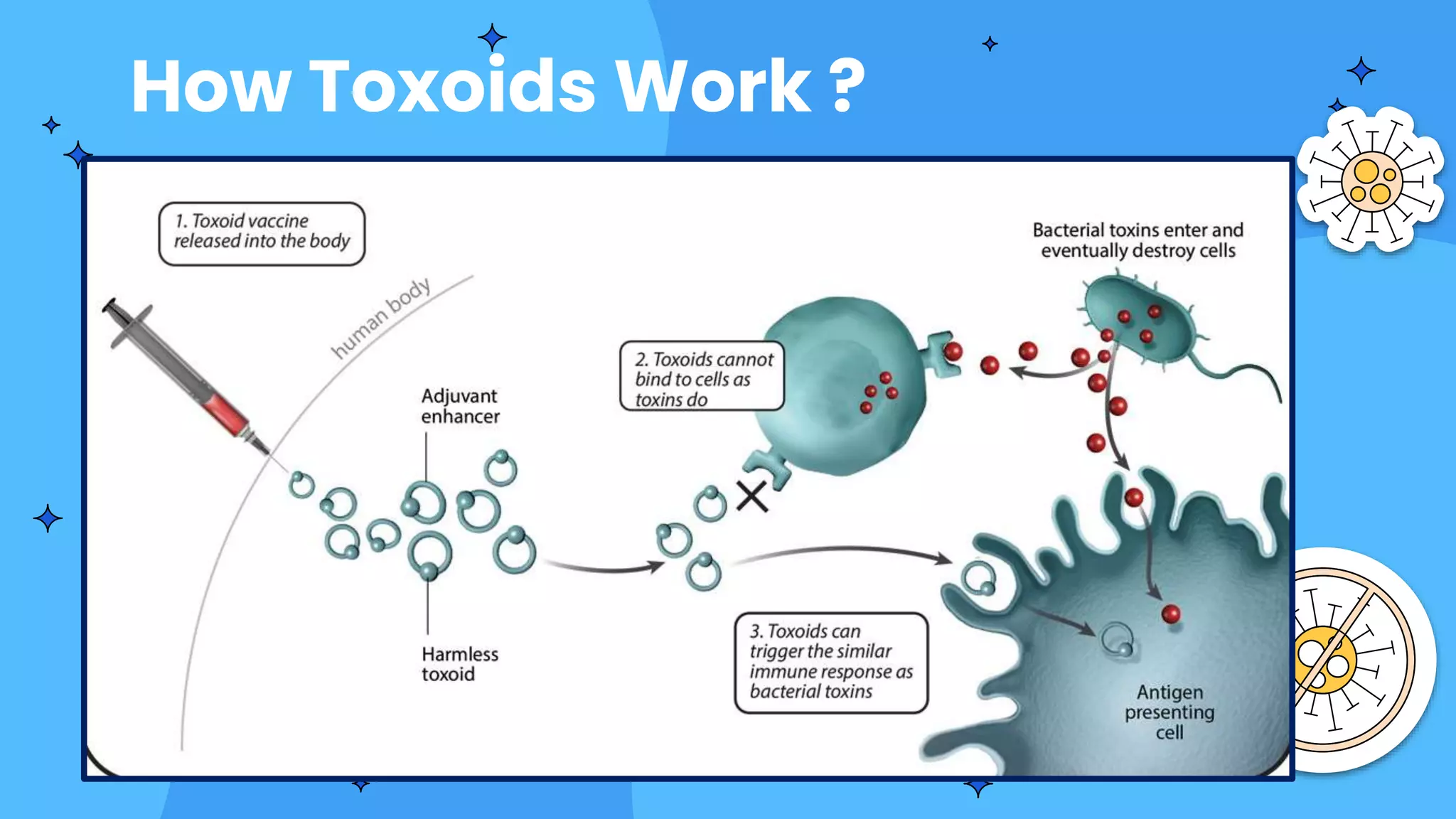 How Toxoids Work ?
 