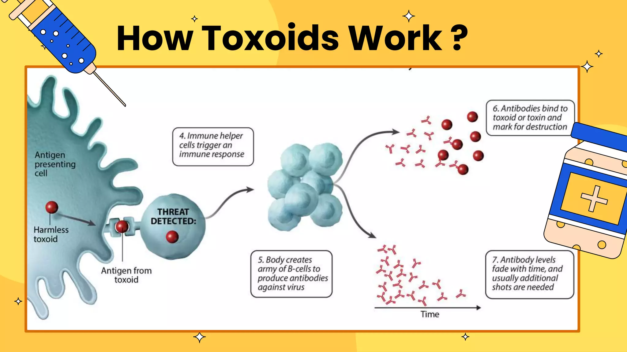 How Toxoids Work ?
 