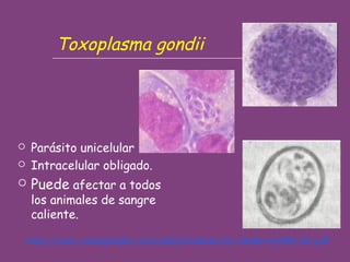 Toxoplasma gondii

Parásito unicelular
Intracelular obligado.






Puede afectar a todos
los animales de sangre
caliente.

http://www.medigraphic.com/pdfs/medlab/myl-2008/myl087-8c.pdf

 
