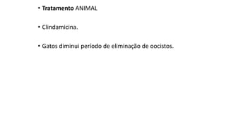 • Tratamento ANIMAL
• Clindamicina.
• Gatos diminui período de eliminação de oocistos.
 