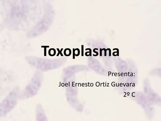 Toxoplasma Presenta:  Joel Ernesto Ortiz Guevara 2º C 