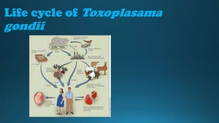 Life cycle of Toxoplasama

gondii

 