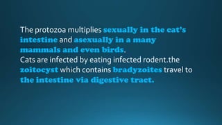 The protozoa multiplies sexually in the cat’s
intestine and asexually in a many
mammals and even birds.
Cats are infected by eating infected rodent.the
zoitocyst which contains bradyzoites travel to
the intestine via digestive tract.

 