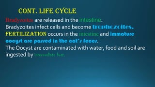 Cont. life cycle
Bradyzoites are released in the intestine.
Bradyzoites infect cells and become trophozoites.
Fertilization occurs in the intestine and immature
oocyst are passed in the cat’s feces.
The Oocyst are contaminated with water, food and soil are
ingested by intermediate host.

 