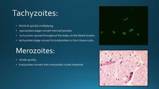 Merozoites:

 