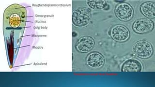Toxoplasma oocyst fecal floatation.

 