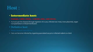 Host :
• Intermediate host:
• Human, cattle, birds, rodents, pigs, and sheep.

• Definitive host:
• Mainly domestic and wild cats.

 