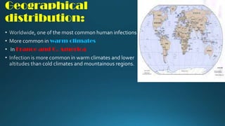 Geographical
distribution:
warm climates
France and C. America

 