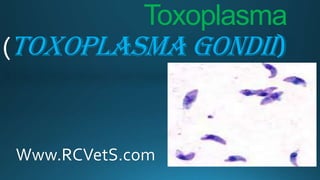 Toxoplasma
(Toxoplasma gondii)

Www.RCVetS.com

 