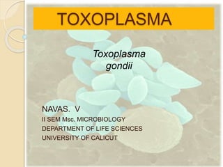 TOXOPLASMA
NAVAS. V
II SEM Msc. MICROBIOLOGY
DEPARTMENT OF LIFE SCIENCES
UNIVERSITY OF CALICUT
Toxoplasma
gondii
 