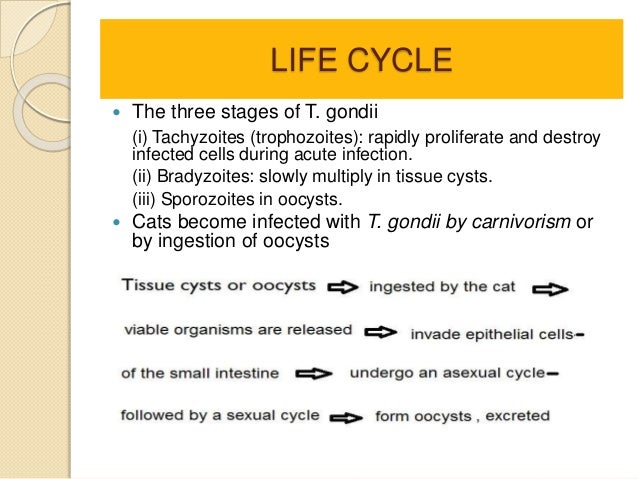 What is the Toxoplasma Gondii life cycle?
