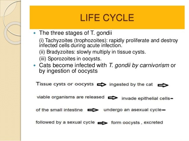 lytic cycle essay I also wanted them to have a visual of the lytic cycle and lysogenic virus coloring sheet lysogenic and lytic cycle essay experts visit at or email at work. lytic cycle essay I also wanted them to have a visual of the lytic cycle and lysogenic virus coloring sheet lysogenic and lytic cycle essay experts visit at or email at work.
