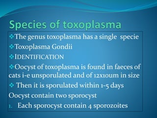 The genus toxoplasma has a single specie
Toxoplasma Gondii
IDENTIFICATION
Oocyst of toxoplasma is found in faeces of
cats i-e unsporulated and of 12x10um in size
 Then it is sporulated within 1-5 days
Oocyst contain two sporocyst
1. Each sporocyst contain 4 sporozoites
 
