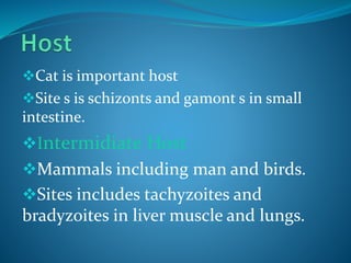 Cat is important host
Site s is schizonts and gamont s in small
intestine.
Intermidiate Host
Mammals including man and birds.
Sites includes tachyzoites and
bradyzoites in liver muscle and lungs.
 