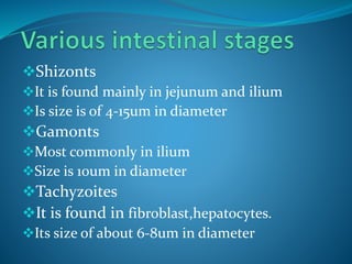 Shizonts
It is found mainly in jejunum and ilium
Is size is of 4-15um in diameter
Gamonts
Most commonly in ilium
Size is 10um in diameter
Tachyzoites
It is found in fibroblast,hepatocytes.
Its size of about 6-8um in diameter
 