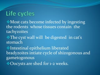 Most cats become infected by ingesting
the rodents whose tissues contain the
tachyzoites
The cyst wall will be digested in cat’s
stomach
Intestinal epithelium liberated
bradyzoites intiate cycle of shizogonous and
gametogonous
Oocysts are shed for 1-2 weeks.
 
