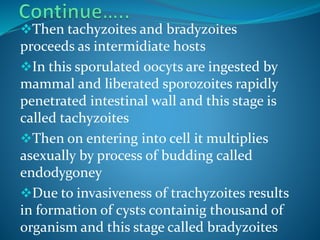 Then tachyzoites and bradyzoites
proceeds as intermidiate hosts
In this sporulated oocyts are ingested by
mammal and liberated sporozoites rapidly
penetrated intestinal wall and this stage is
called tachyzoites
Then on entering into cell it multiplies
asexually by process of budding called
endodygoney
Due to invasiveness of trachyzoites results
in formation of cysts containig thousand of
organism and this stage called bradyzoites
 