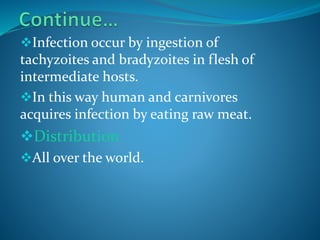 Infection occur by ingestion of
tachyzoites and bradyzoites in flesh of
intermediate hosts.
In this way human and carnivores
acquires infection by eating raw meat.
Distribution
All over the world.
 