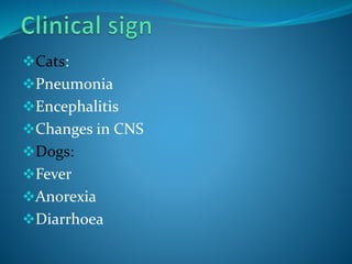 Cats:
Pneumonia
Encephalitis
Changes in CNS
Dogs:
Fever
Anorexia
Diarrhoea
 