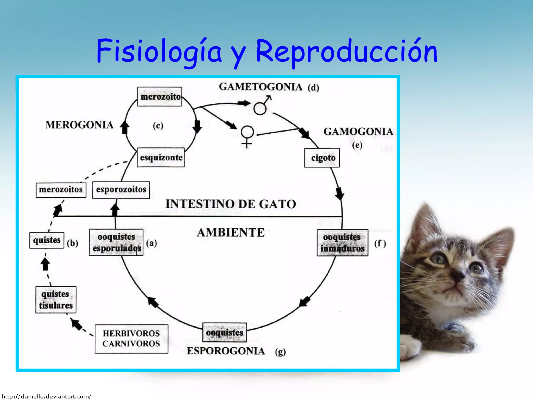 Fisiología y Reproducción 