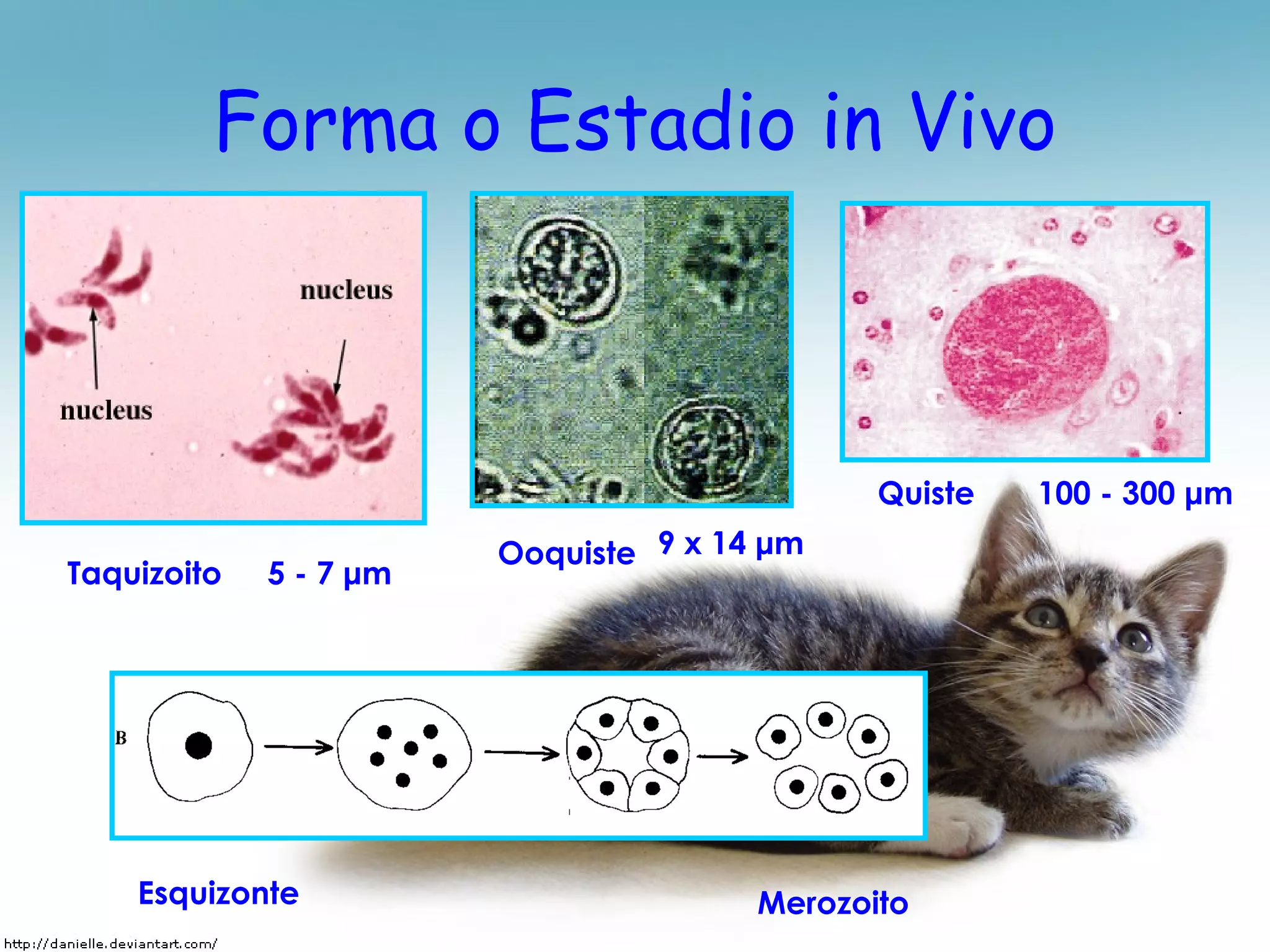 Forma o Estadio in Vivo Taquizoito Ooquiste Quiste Esquizonte Merozoito 5 - 7  μ m 9 x 14  μ m 100 - 300  μ m 