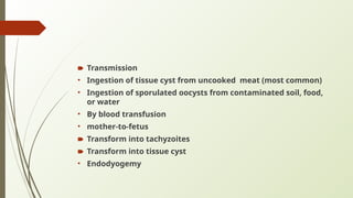 Meat Cyst TOXOPLASMA ENCEPHALITIS.pptx a ppt on toxoplasma encephalitis a topic ...